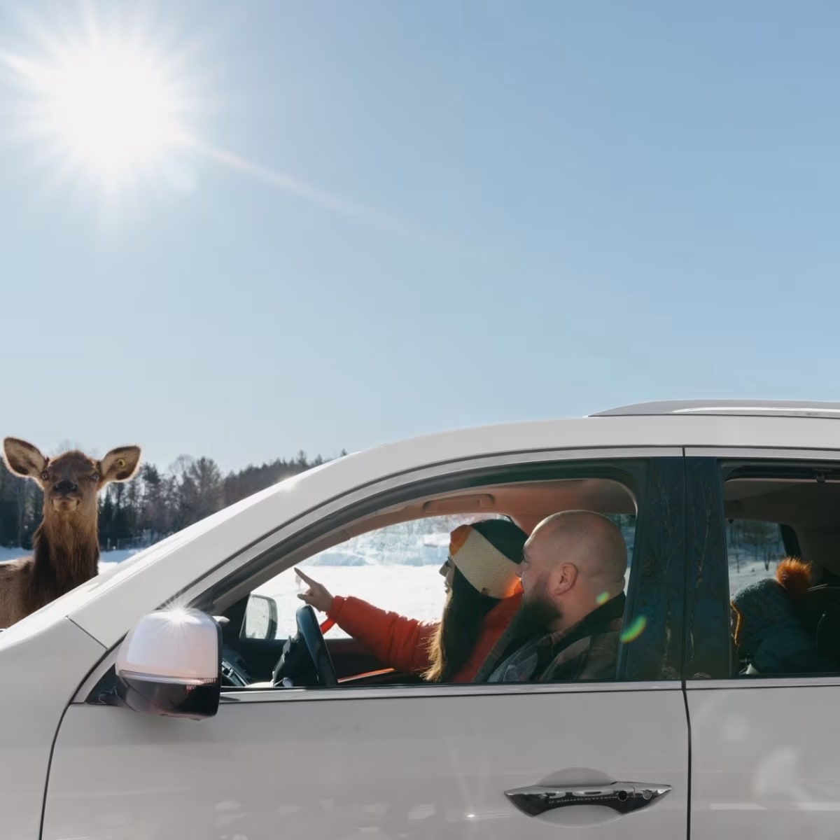 Découvrez l’Outaouais et ses territoires grâce à ces incontournables! - Observation d'animaux en voiture, Parc Oméga