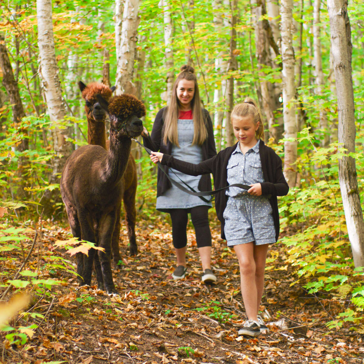 Votre aventure commence au Saguenay–Lac-Saint-Jean - Randonnée en forêt avec des alpagas