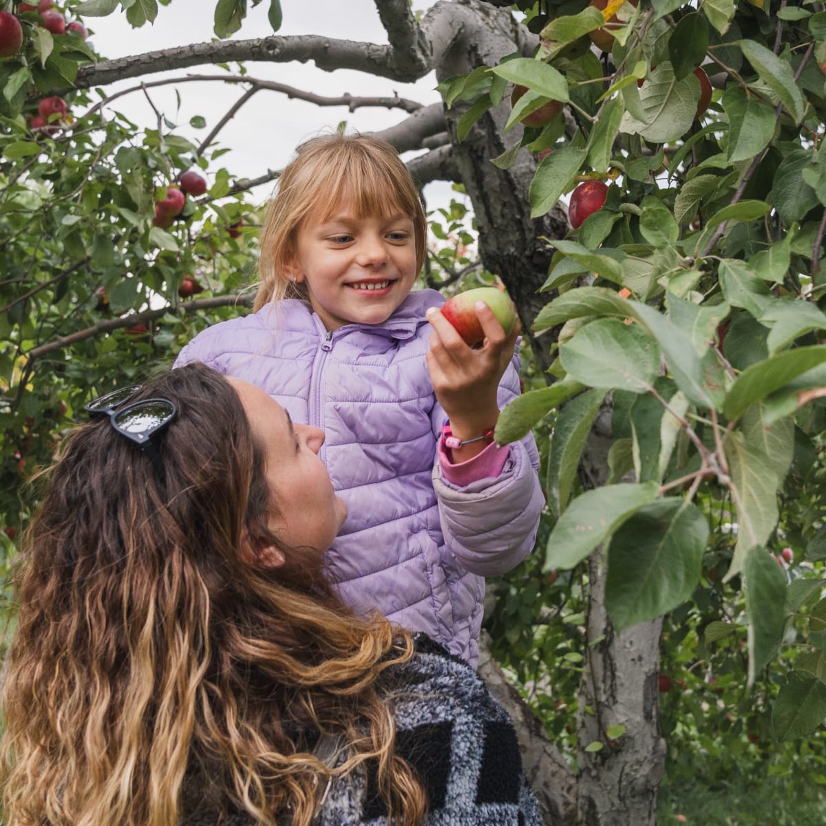Vaudreuil-Soulanges en automne : nature, agrotourisme et plaisirs en famille - Cuillette de pommes, Verger Labonté