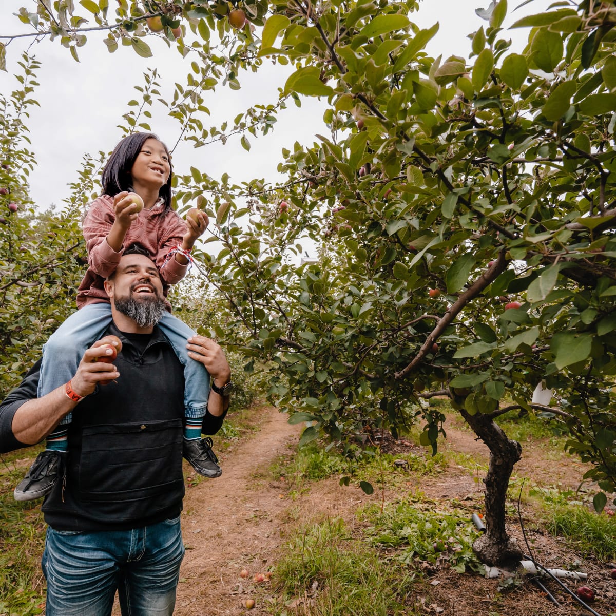Vaudreuil-Soulanges - Cueillette de pommes