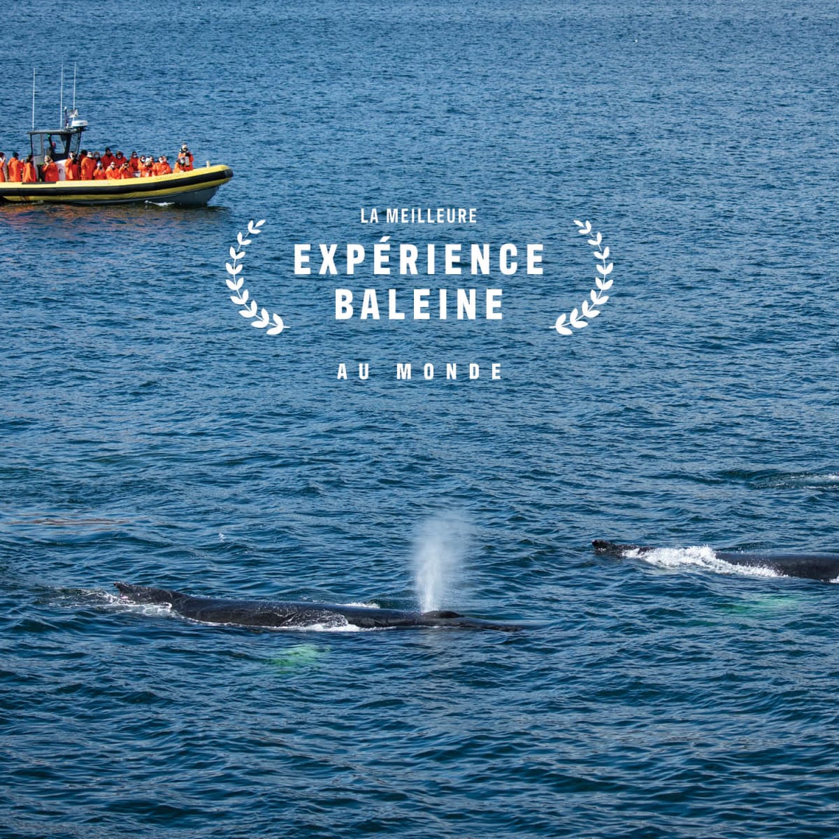 Vivez un automne hors du commun avec l’observation des baleines!