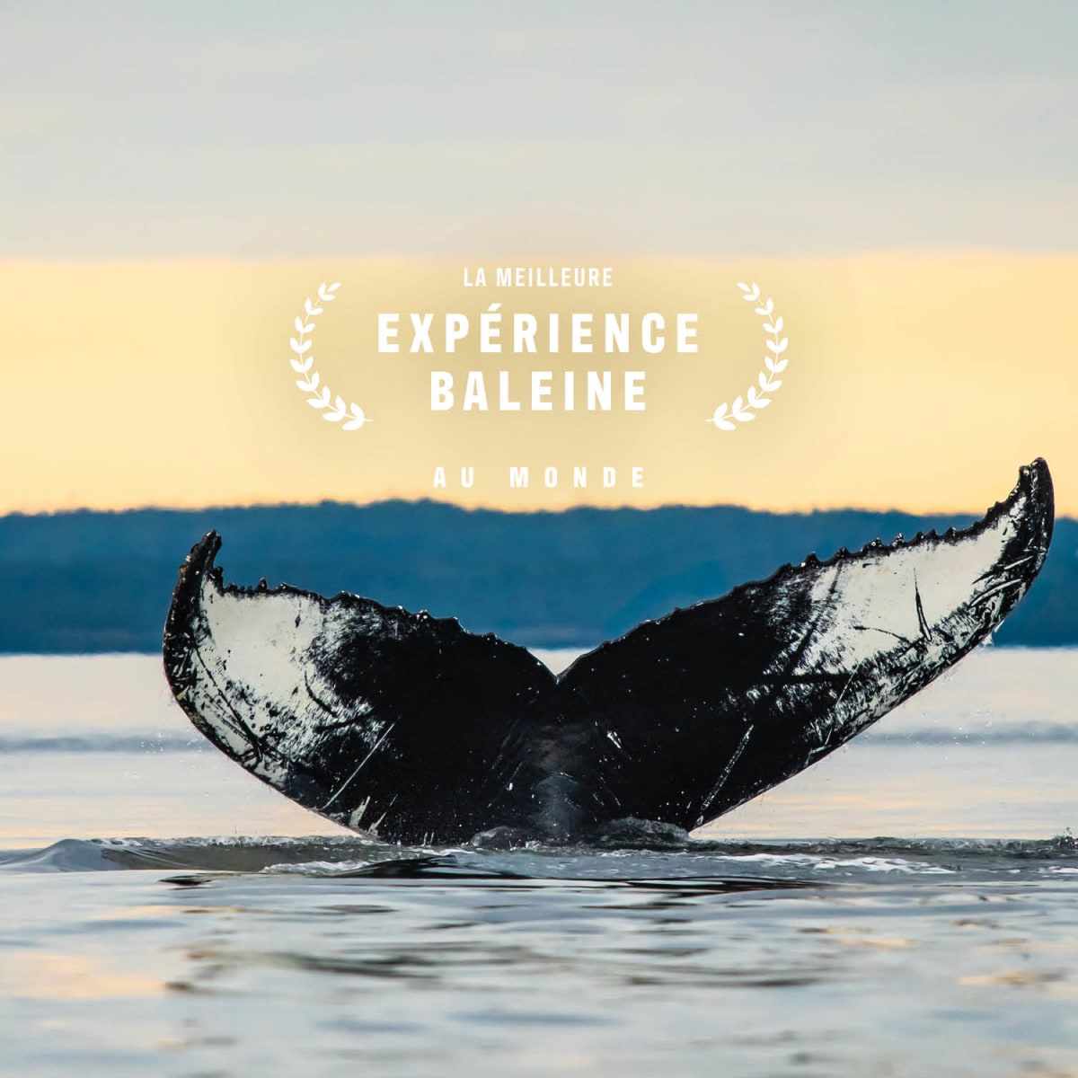 Vivez un automne hors du commun avec l’observation des baleines!