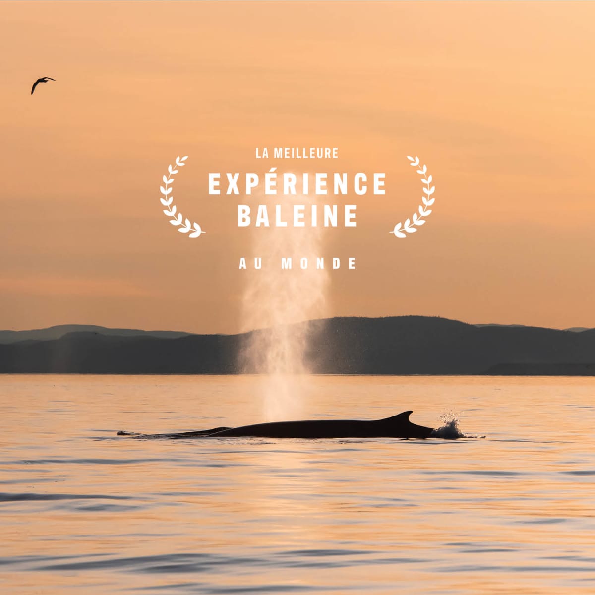 Vivez un automne hors du commun avec l’observation des baleines!