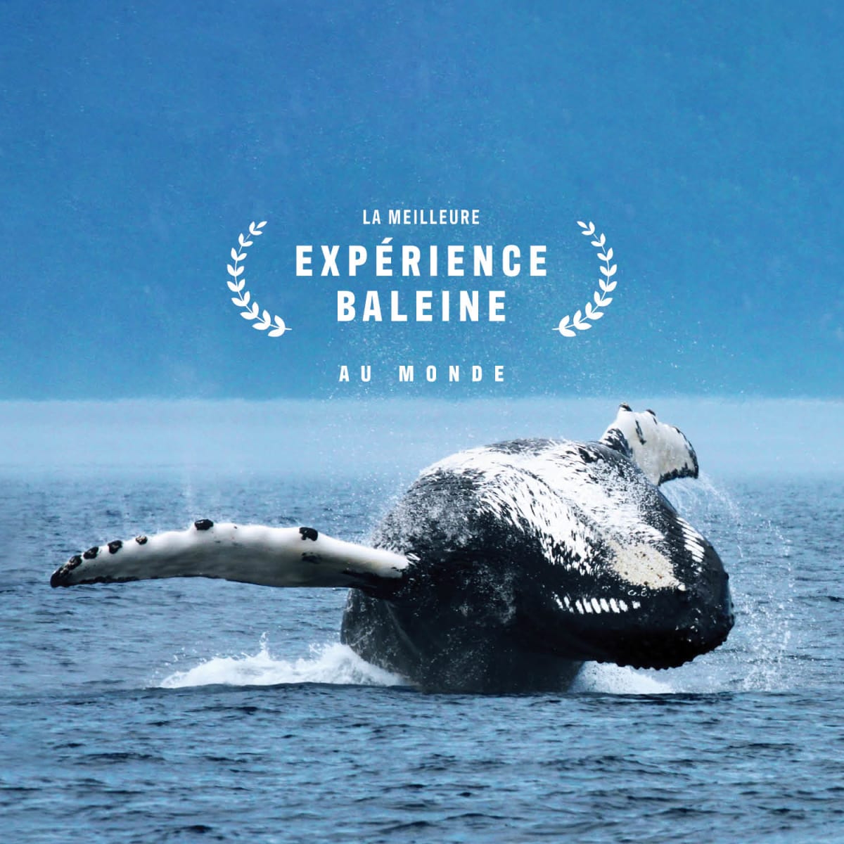 Vivez un automne hors du commun avec l’observation des baleines!
