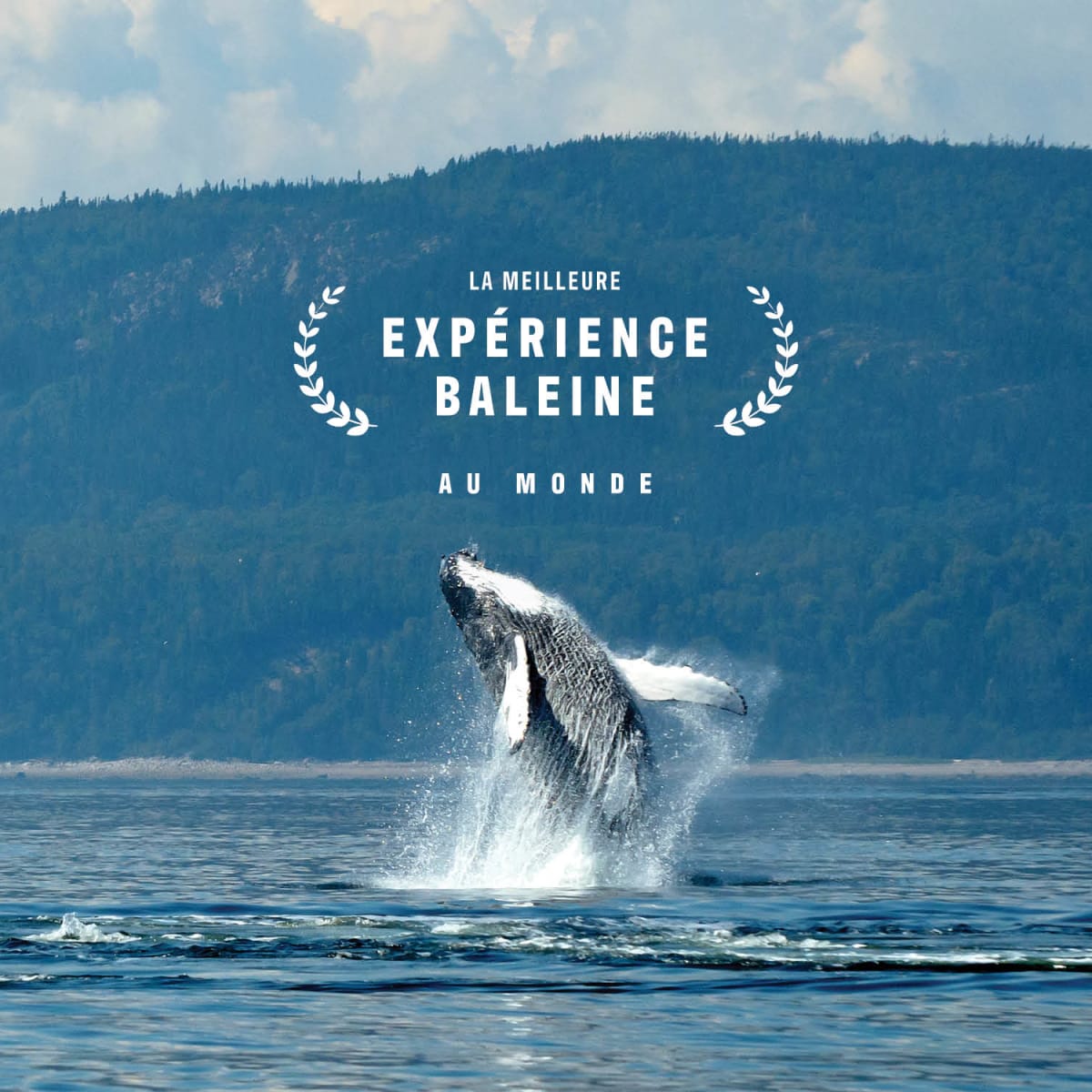 Vivez un automne hors du commun avec l’observation des baleines!