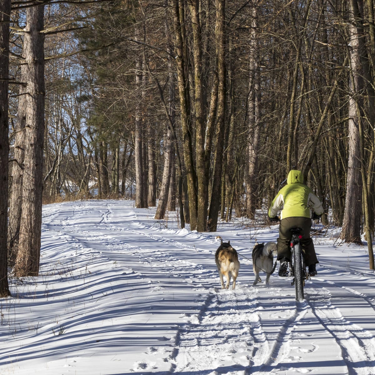 Fatbike canin en hiver