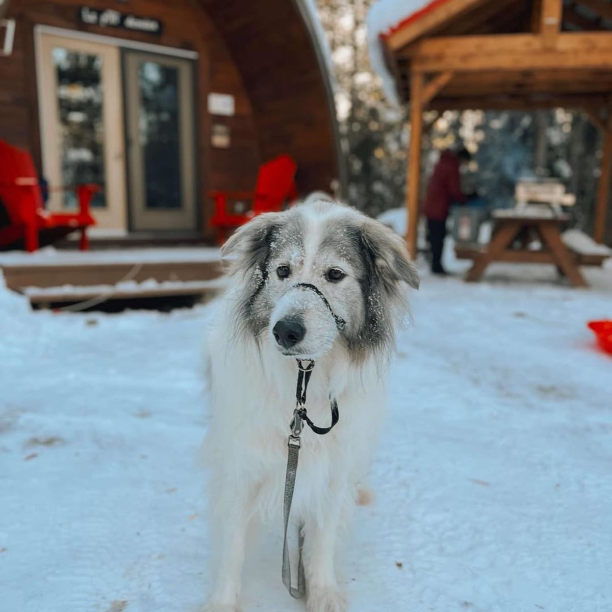 Chien au Micro-Chalets des Appalaches en hiver.