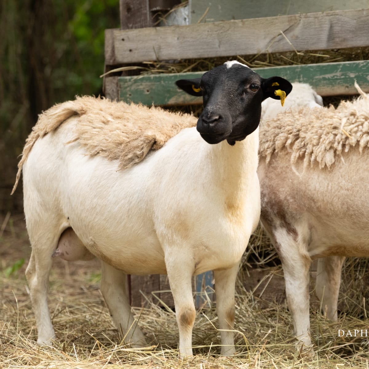 Moutons au Moulin à laine d'Ulverton