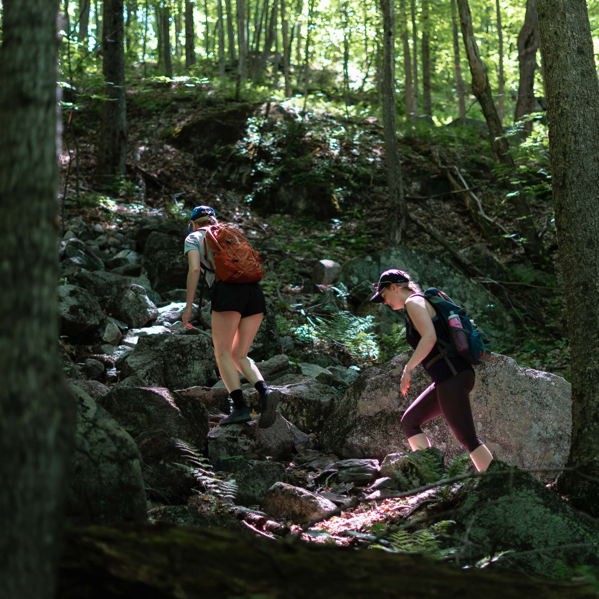 Randonneurs en forêt.