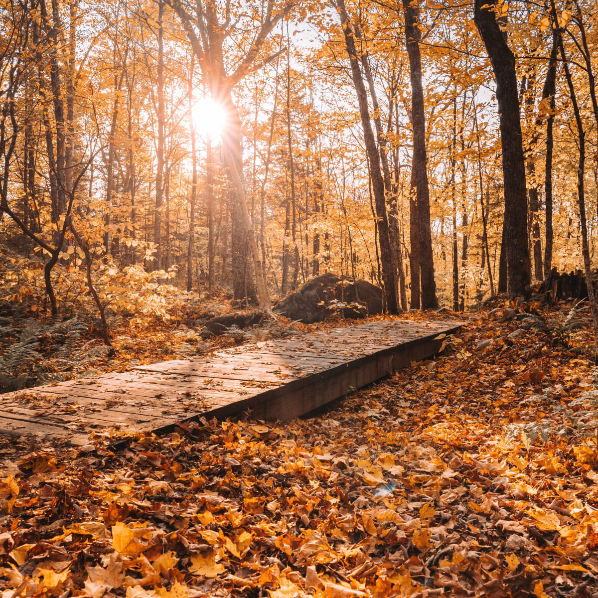 Sentier en forêt au parc national du Mont-Tremblant en automne.