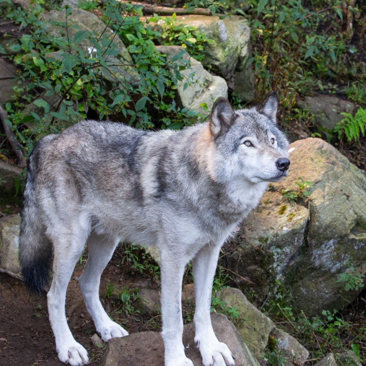 Loup gris