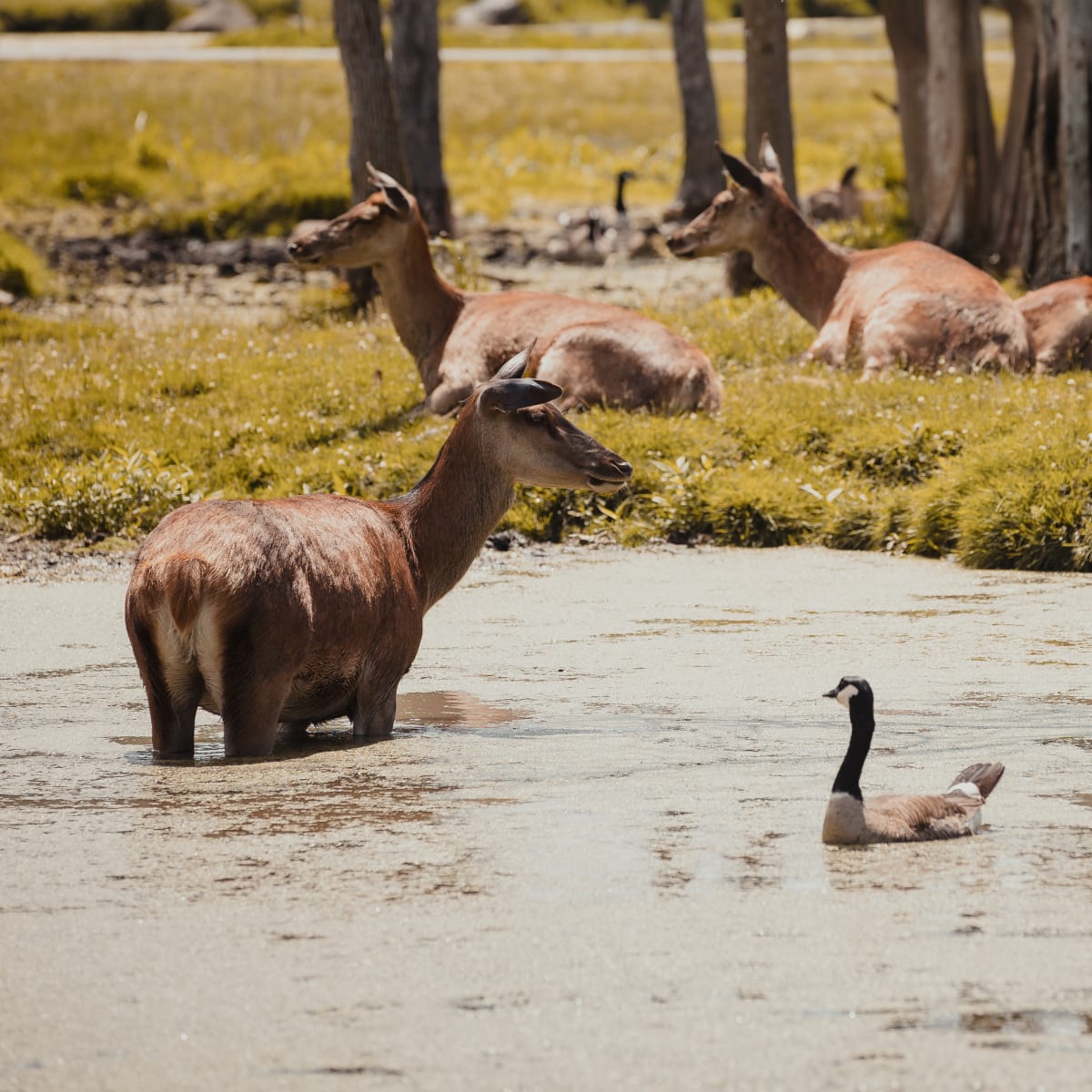 Animaux dans un étang au Parc Safari