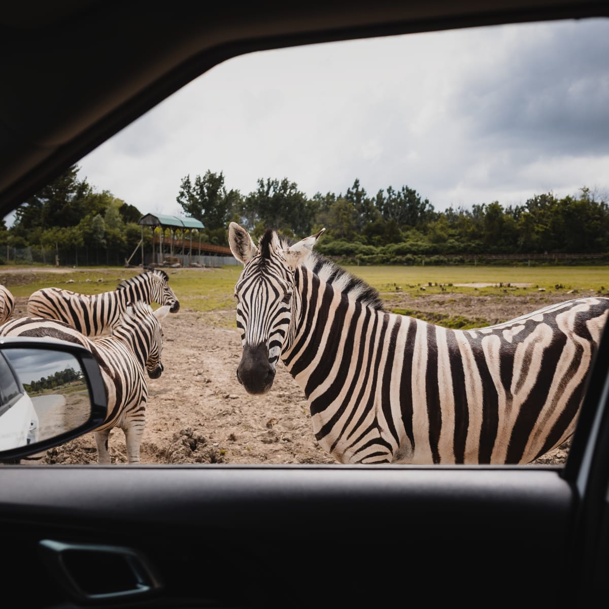 Zèbres vus d'une voiture au Parc Safari