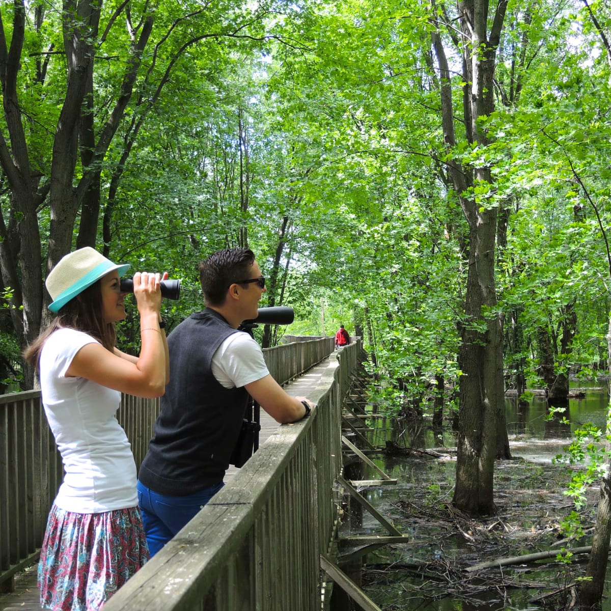 Personnes observant la forêt depuis une passerelle en été.