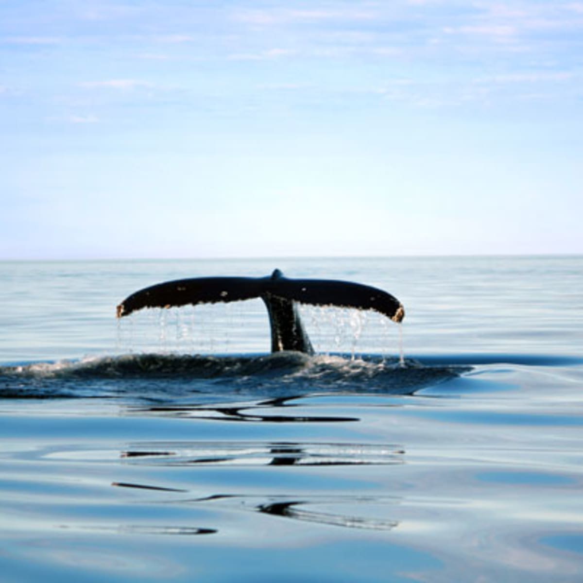 alliance_eco_baleine_1