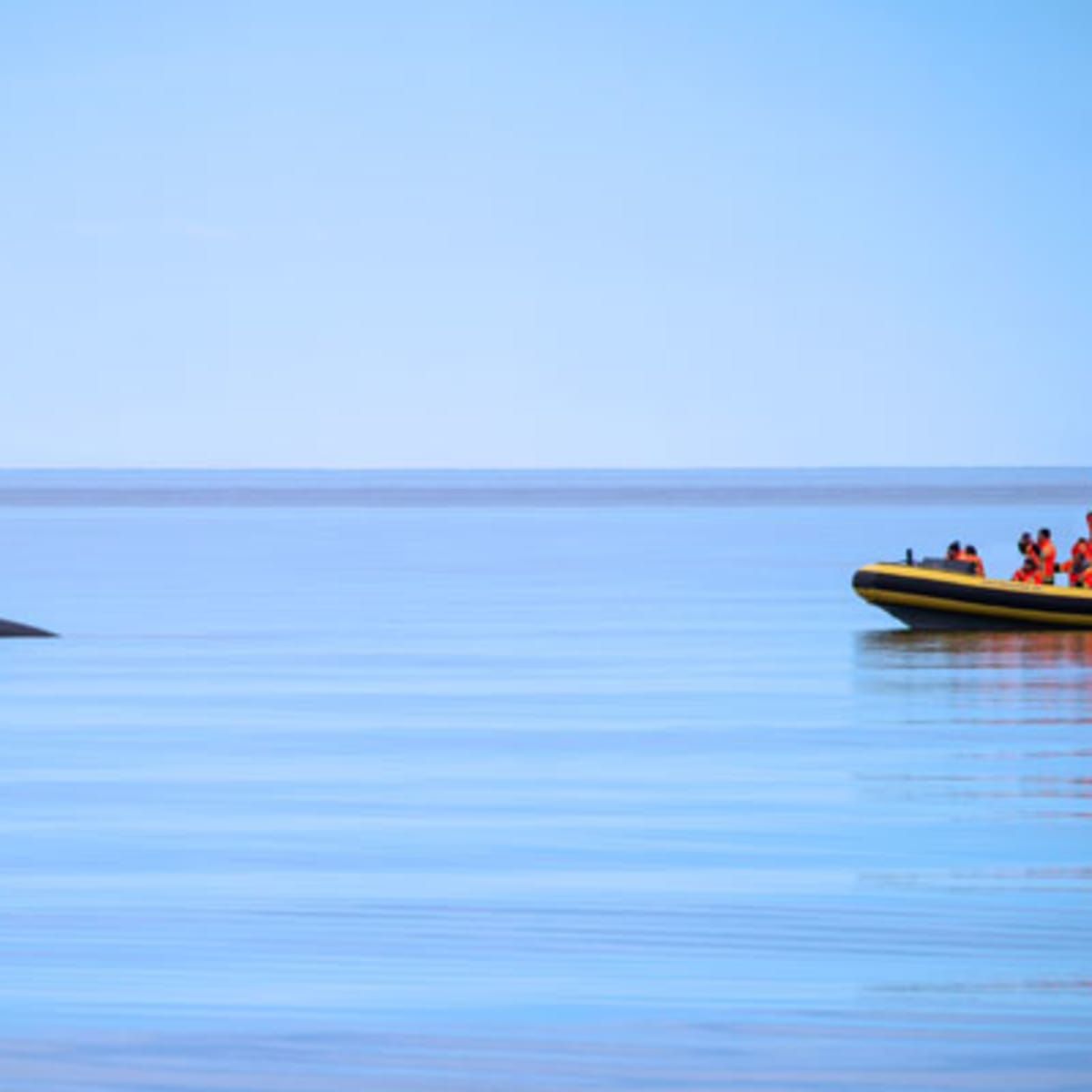 alliance_eco_baleine_2