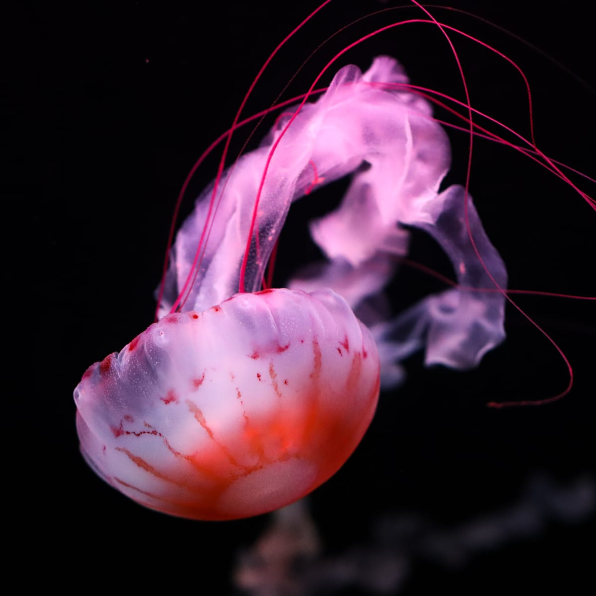 Aquarium du Québec