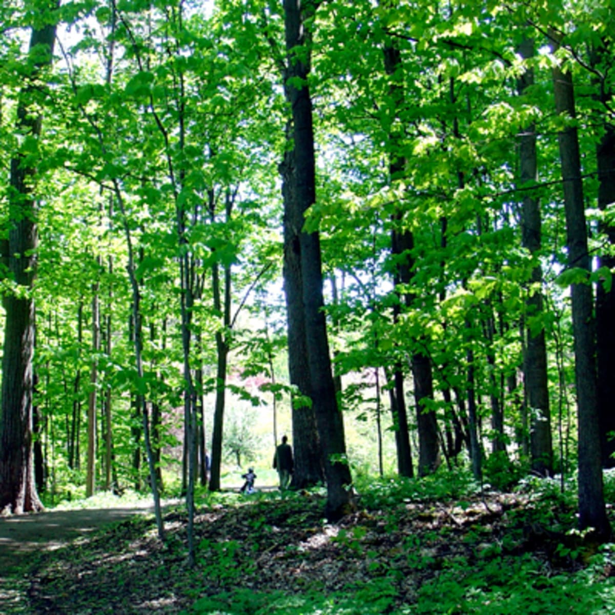 arboretum_morgan_1