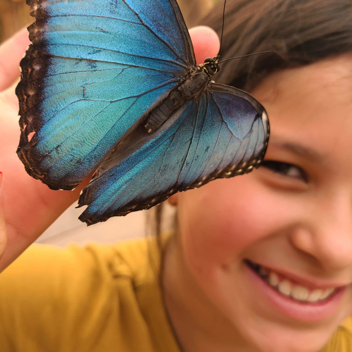attraction_bfly_quebec_1
