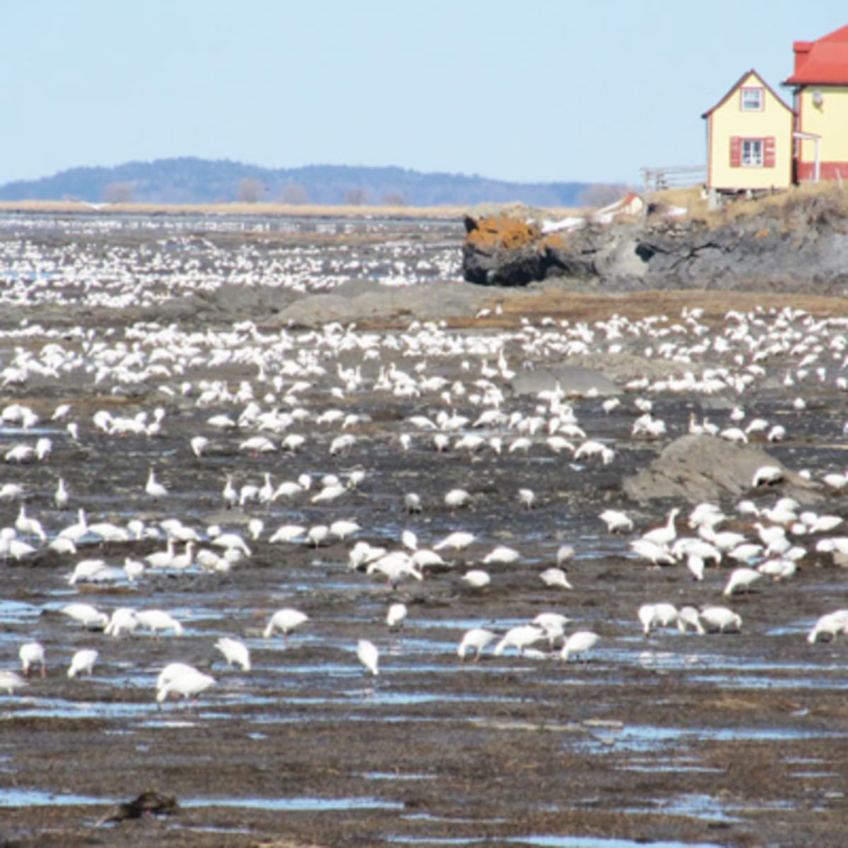 auberge_pourvoirie_isle_aux_grues_9