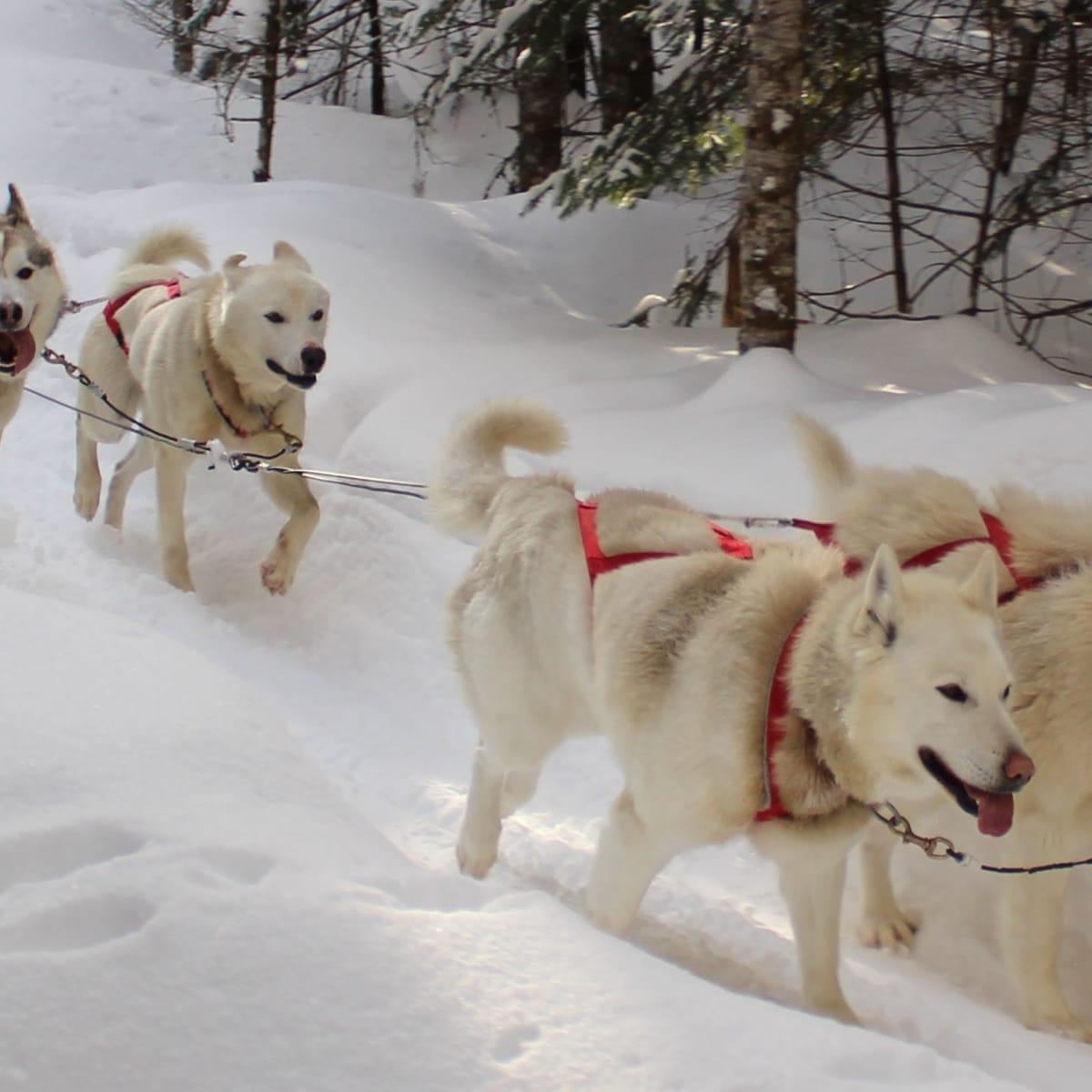 aventures_nord_bec_stoneham_2_h