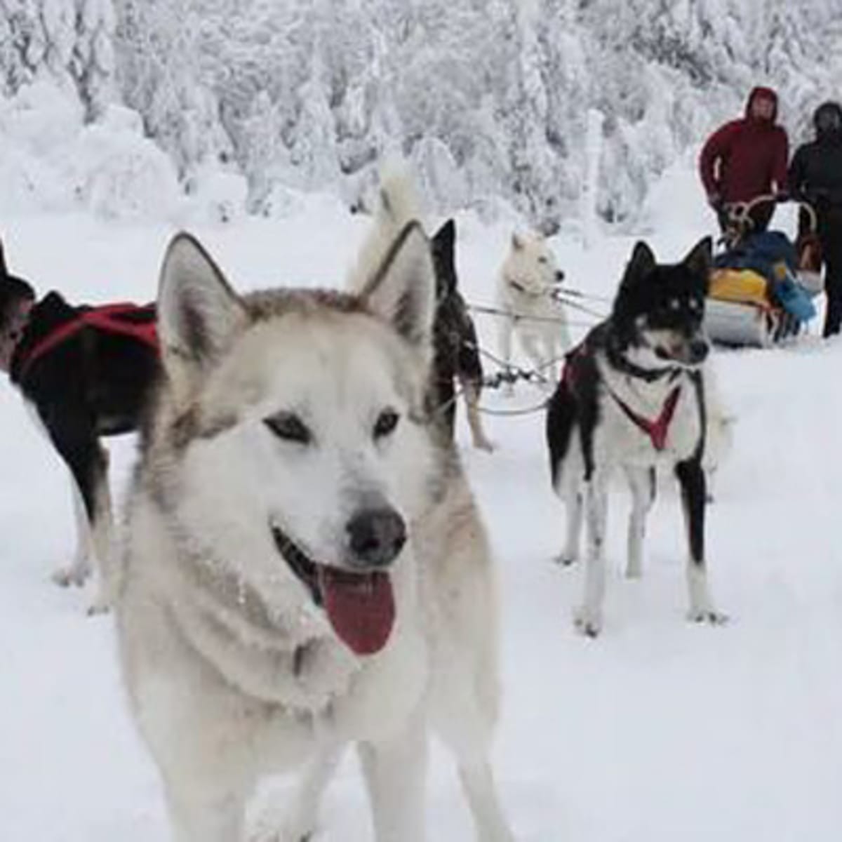 bosco_charlevoix_1_h
