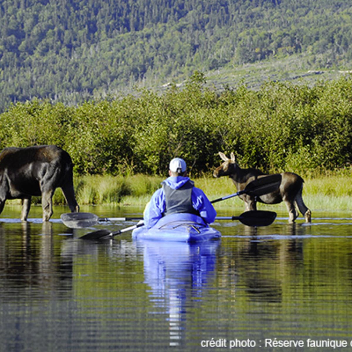 camping_de_la_reserve_faunique_de_matane_2