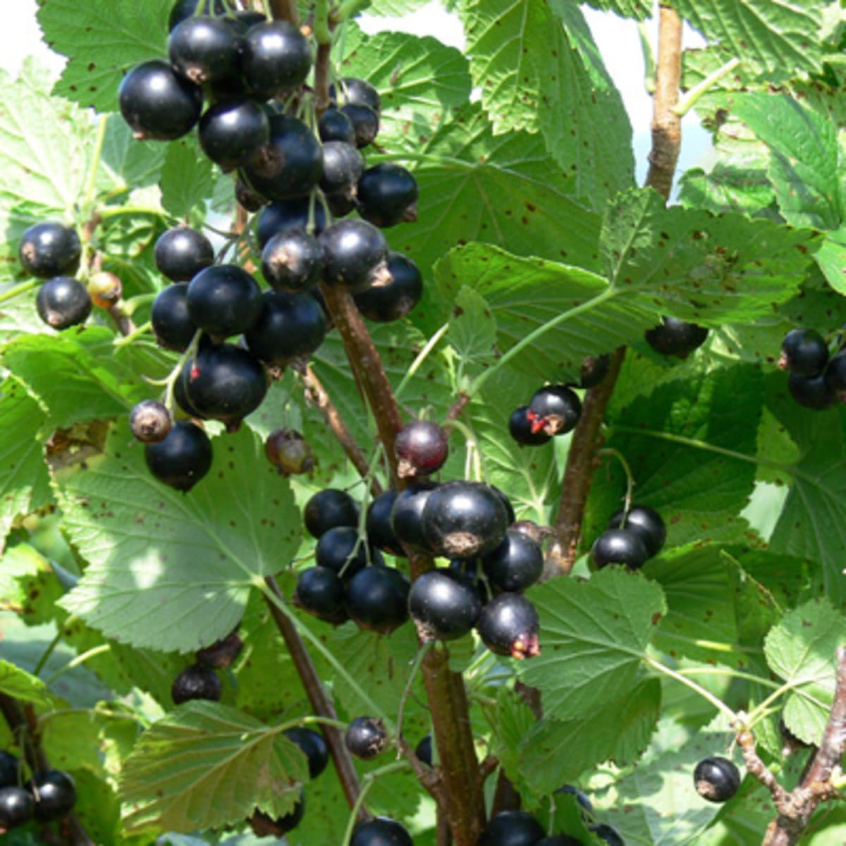 cassis_monna_et_filles___economusee_de_la_liquoristerie_2