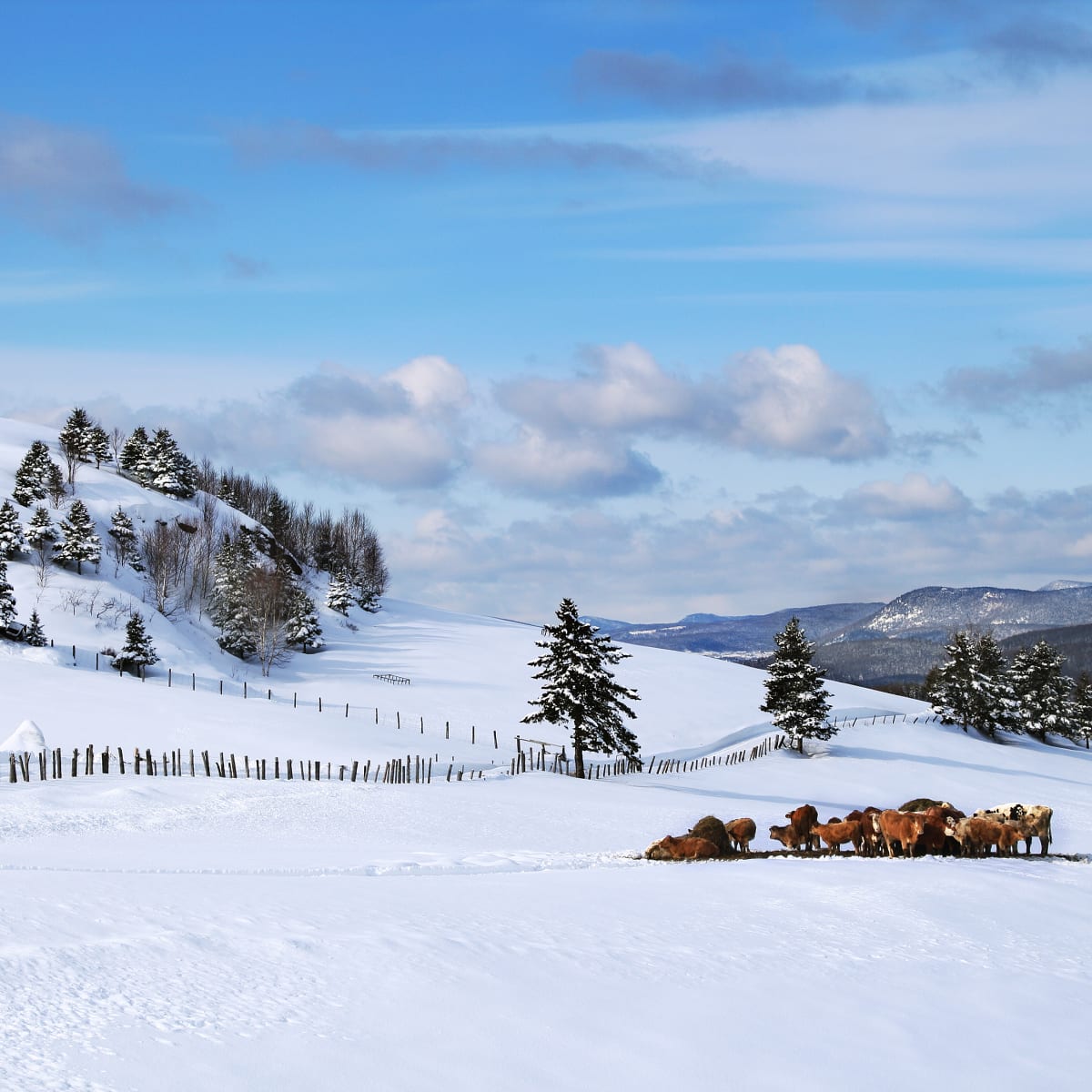 charlevoix_charme_moi___secteur_de_larriere_pays_2_h