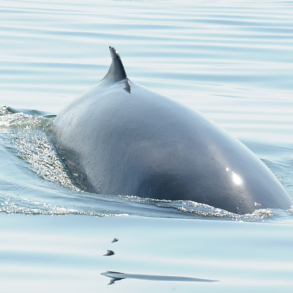 croisieres_aml_charlevoix_14