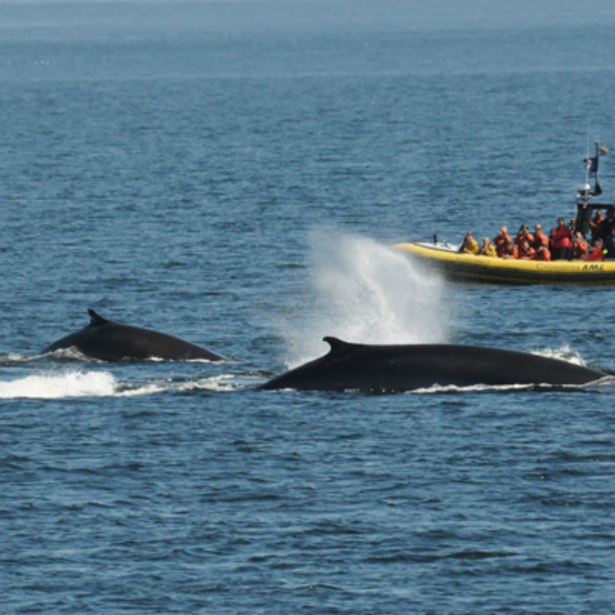 croisieres_aml_tadoussac_11