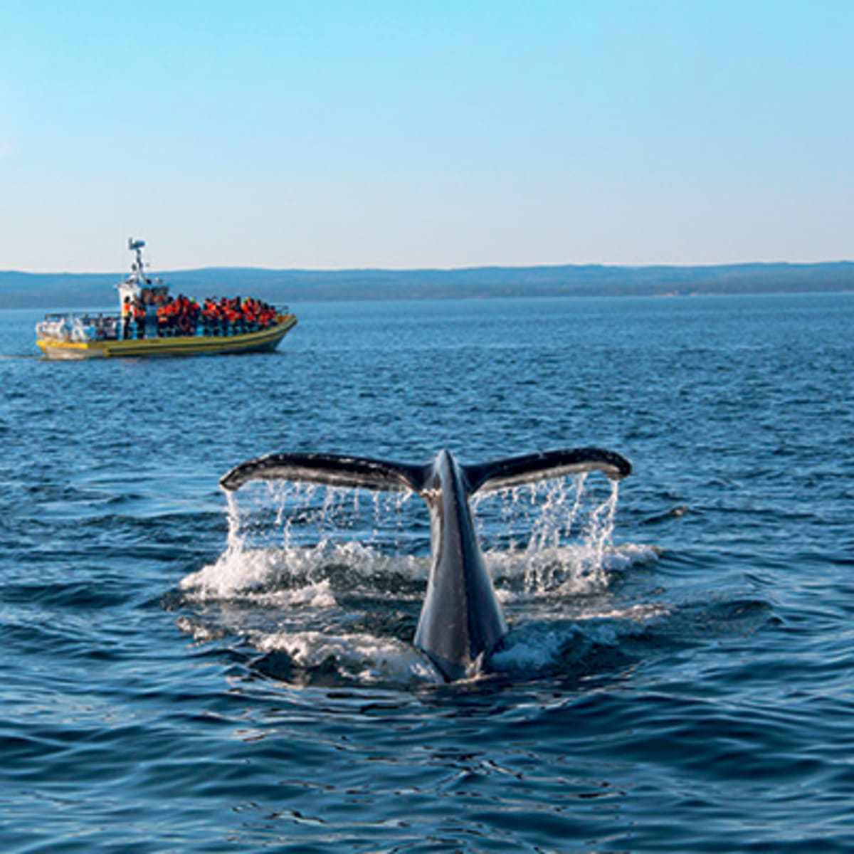 croisieres_aml_tadoussac_15
