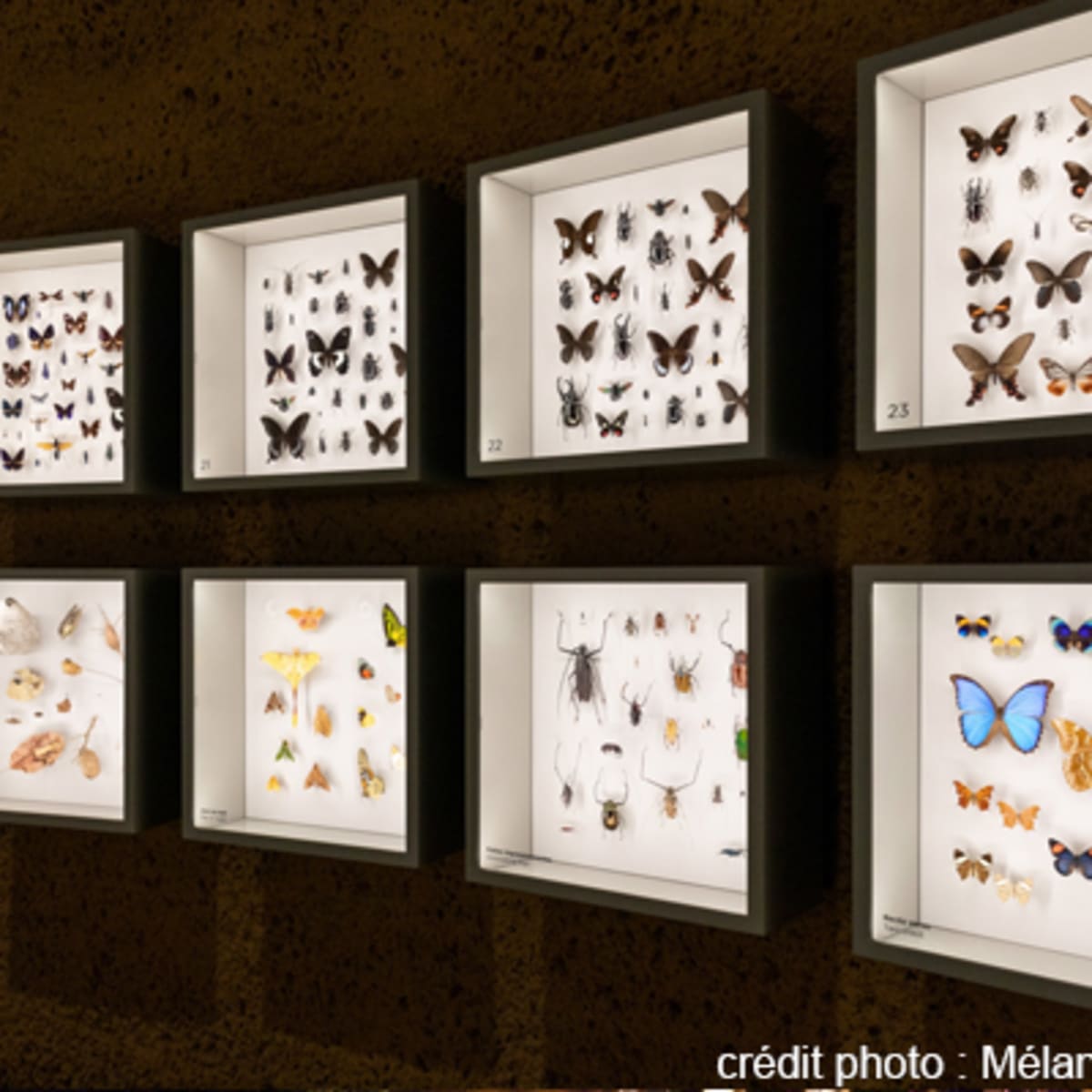 espace_pour_la_vie___insectarium_de_montreal_2