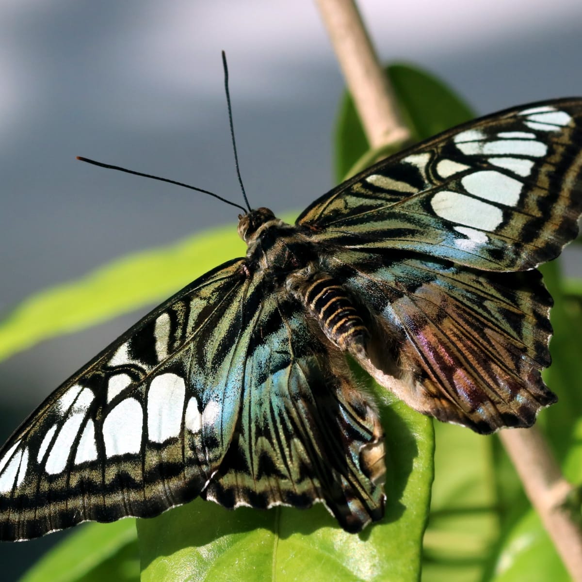 espace_pour_la_vie___insectarium_de_montreal_3