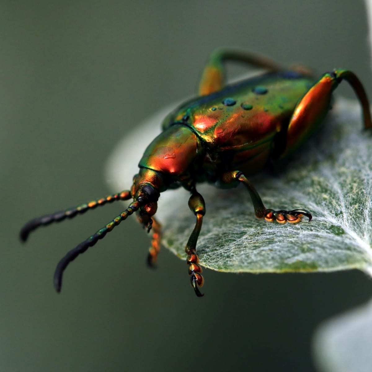 espace_pour_la_vie___insectarium_de_montreal_4
