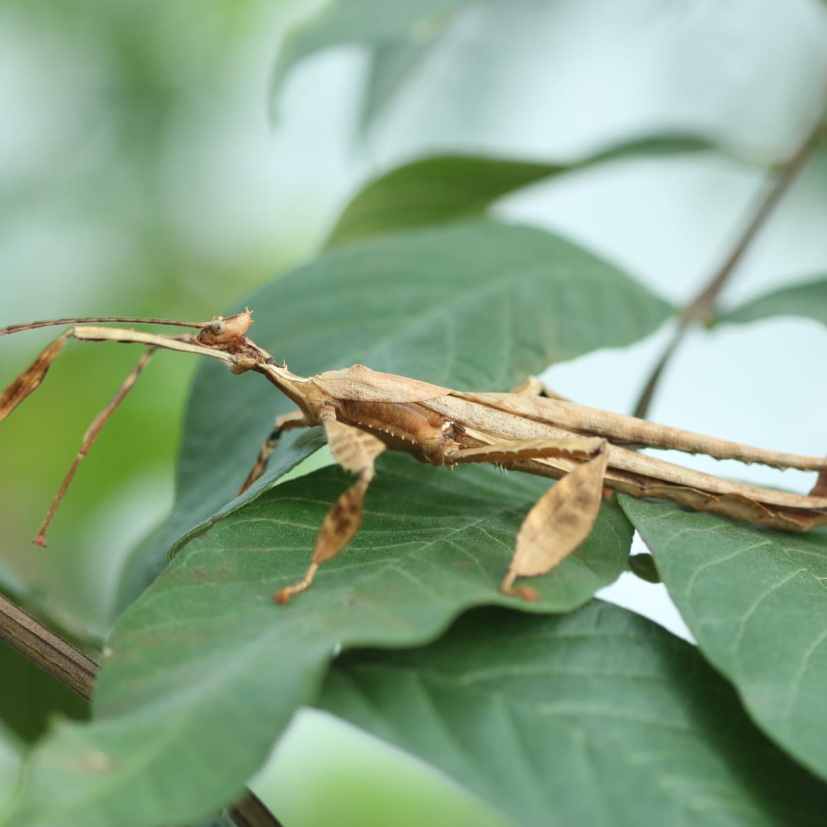 espace_pour_la_vie___insectarium_de_montreal_5