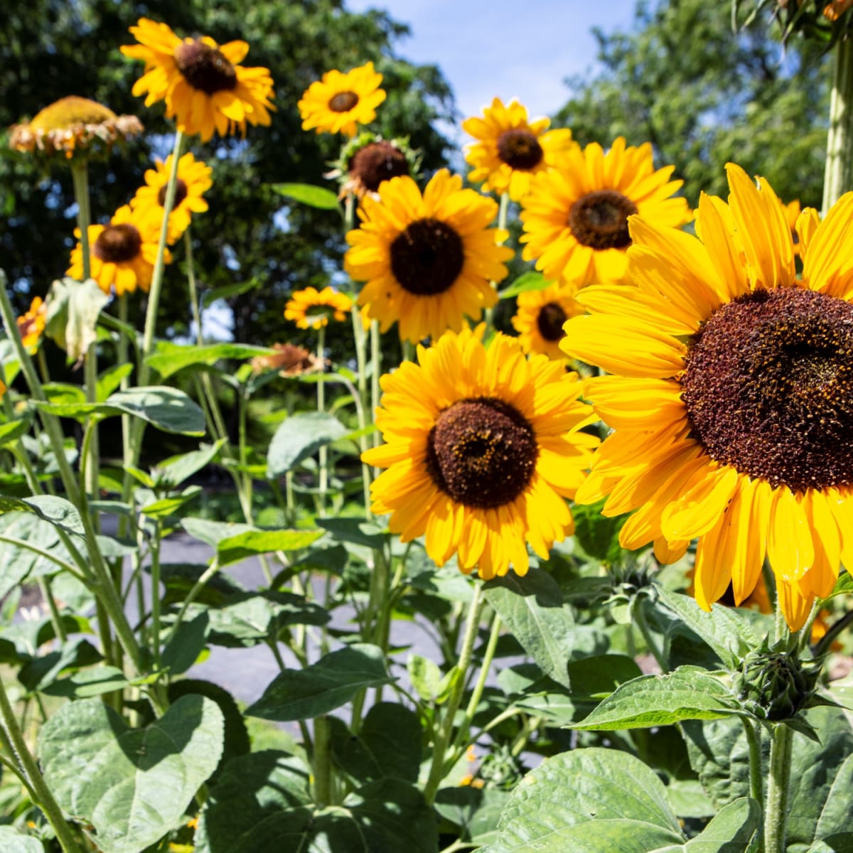 espace_pour_la_vie__jardin_botanique_de_montreal_8