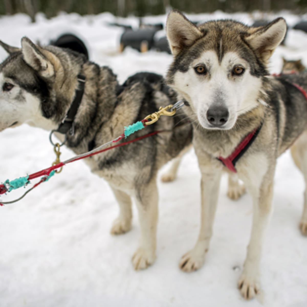 explore_quebec_sur_la_route_2_h