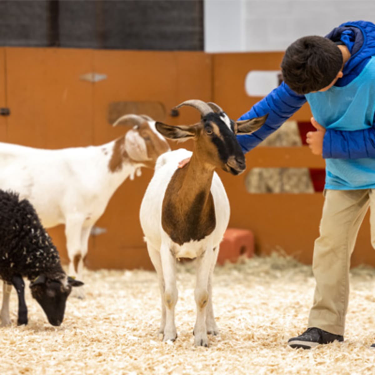 expo_agricole_de_saint_hyacinthe_13