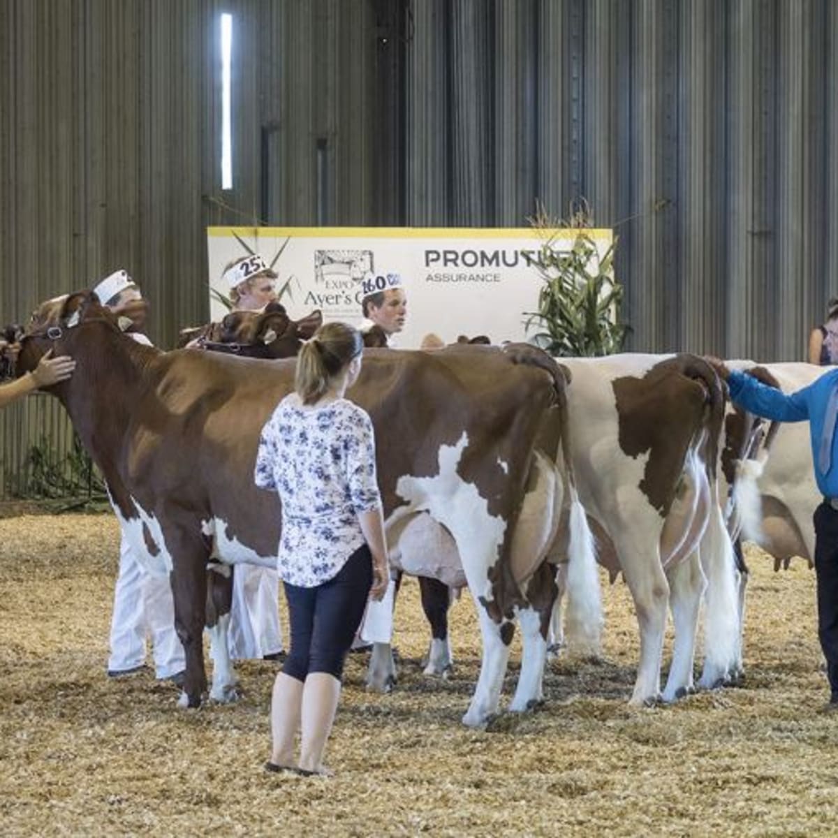 exposition_agricole_dayers_cliff_5