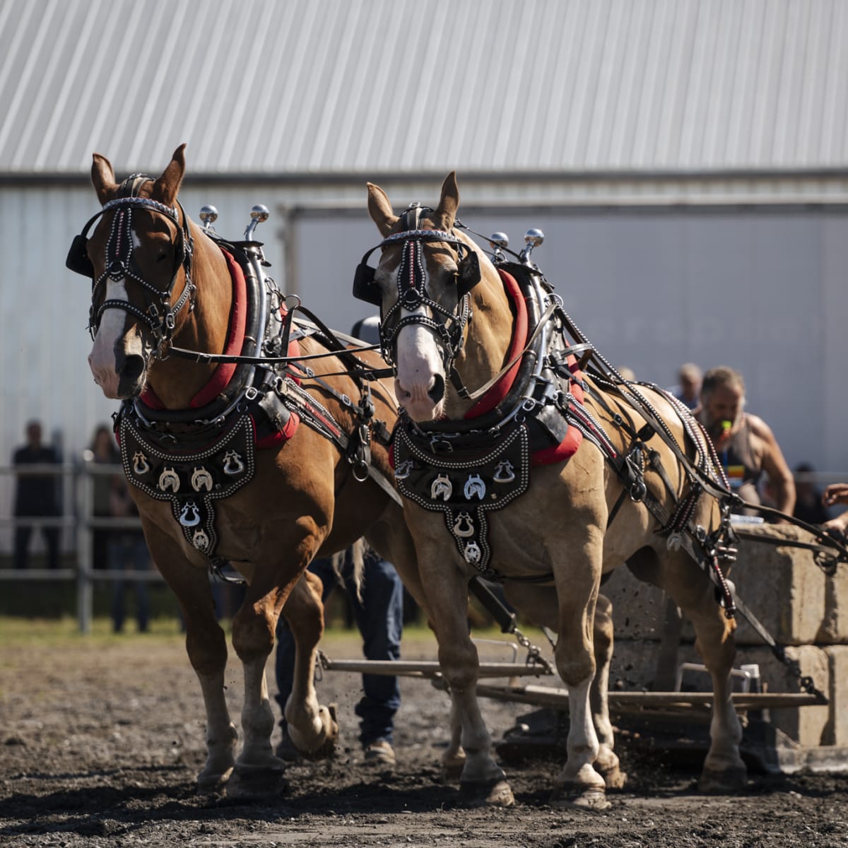 exposition_agricole_de_la_beauce_5