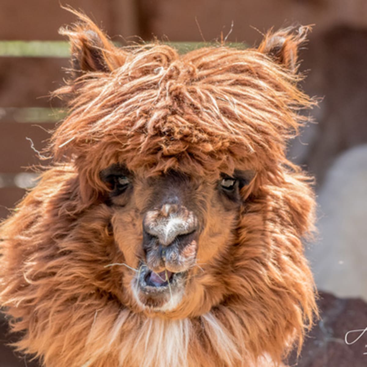 familizoo_4