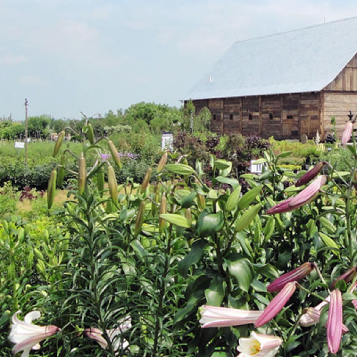 ferme_guyon_4