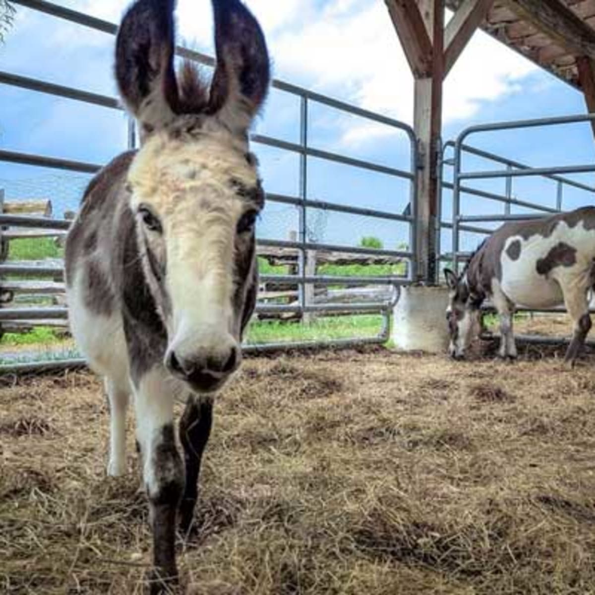 ferme_guyon_7