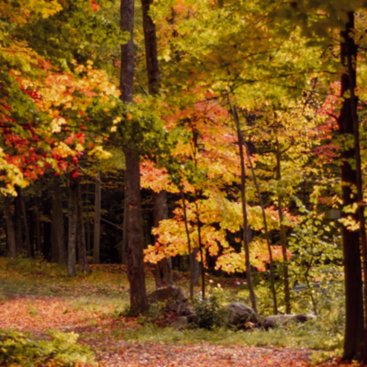 festival_des_couleurs_au_centre_de_ski_mont_rigaud_5