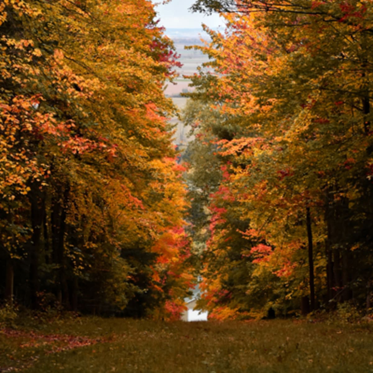 festival_des_couleurs_au_centre_de_ski_mont_rigaud_6