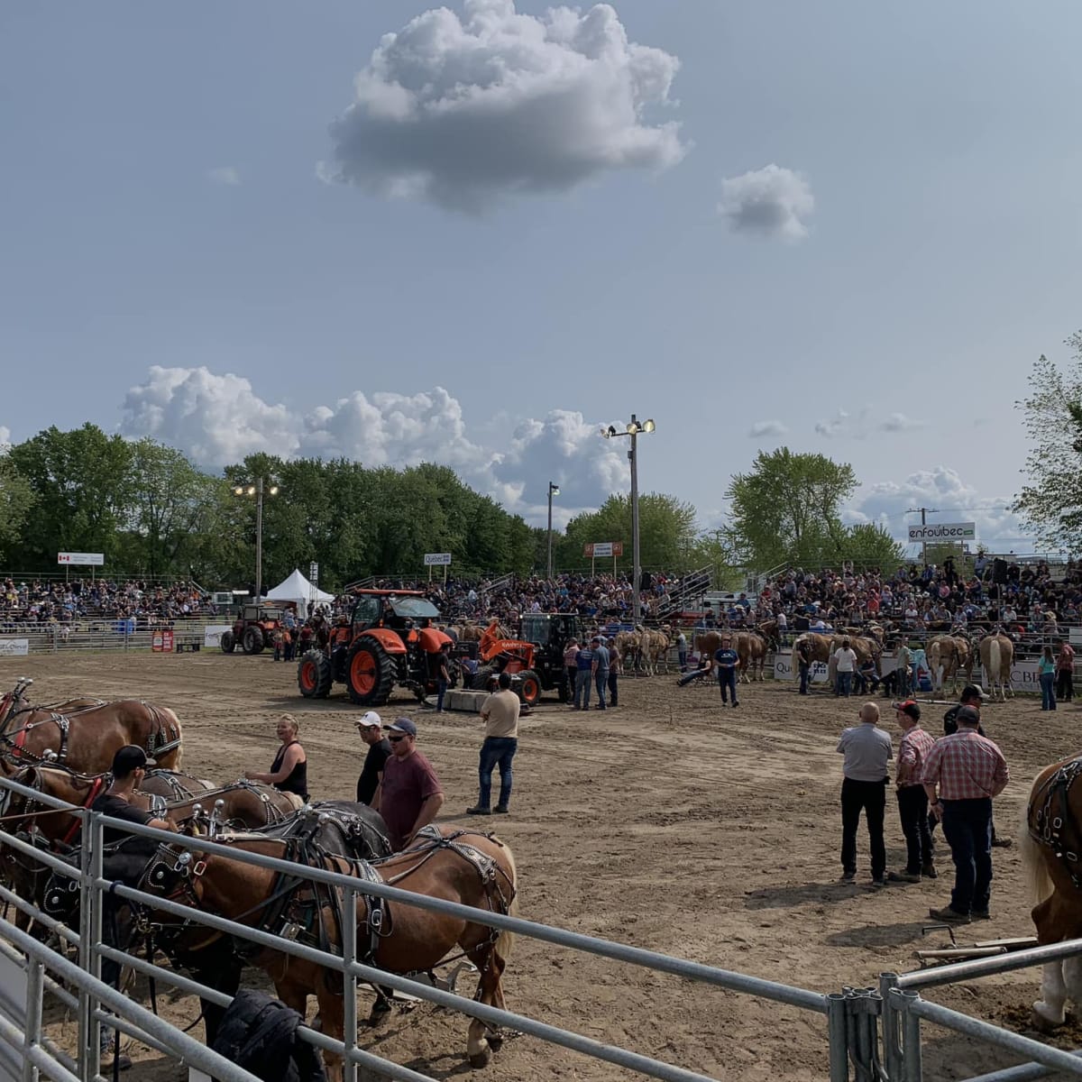 festival_du_cheval_de_princeville_3