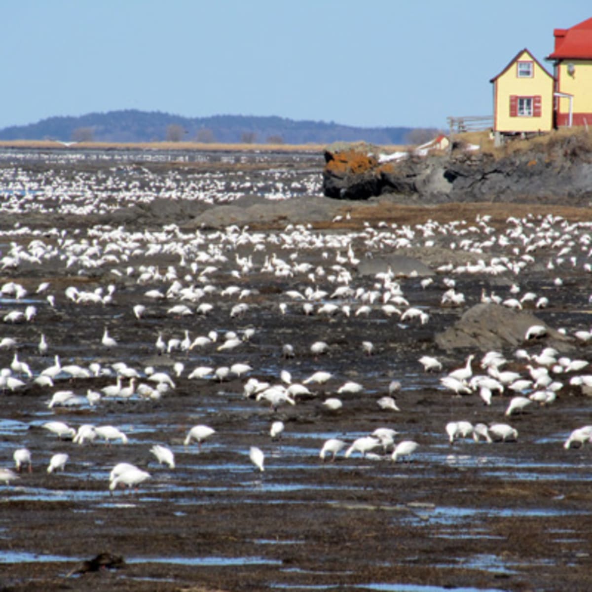 isle_aux_grues_7