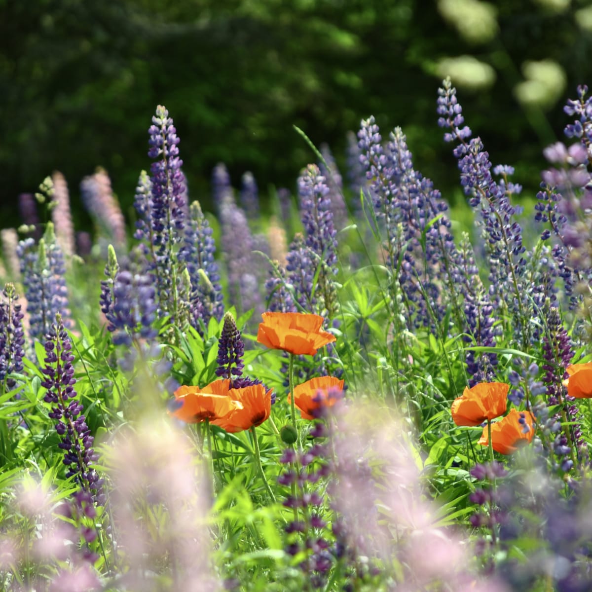 jardins_de_metis_16