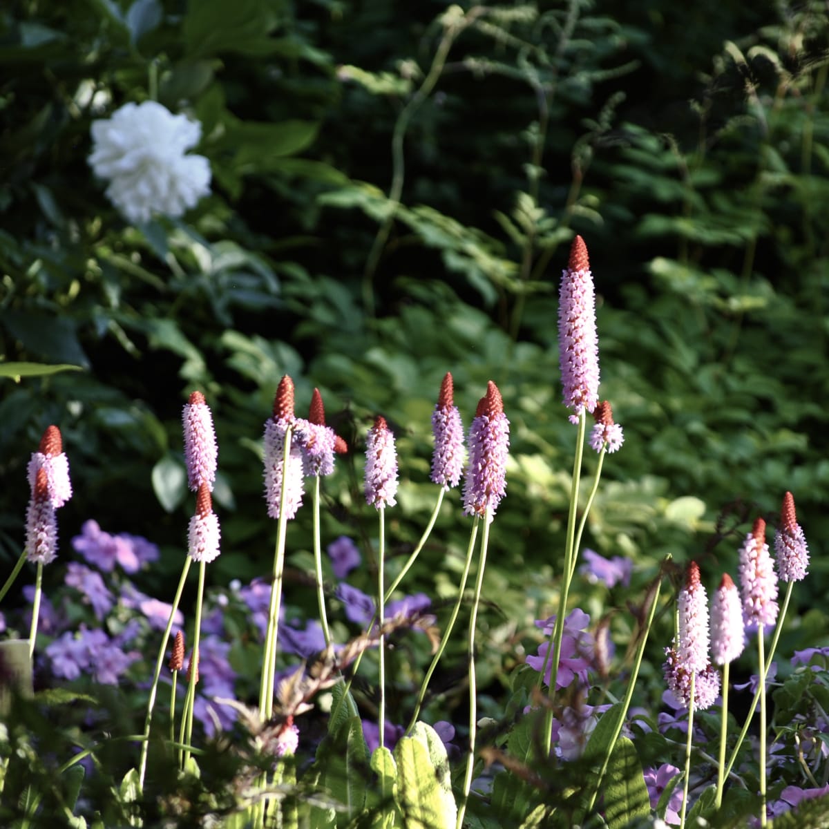 jardins_de_metis_17